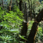 Huge outdoor marijuana crop bust thrown out because of illegal search.