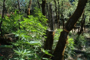 Huge outdoor marijuana crop bust thrown out because of illegal search.